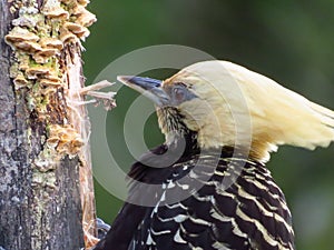 Portrait of yellow-headed woodpecker pecking rotten trunk