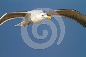 Portrait of the yellow-legged gull in flight