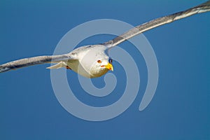 Portrait of the yellow-legged gull in flight