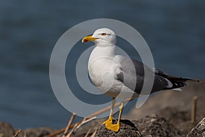 Portrait of yellow-legged gull (Larus michahellis)