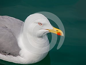 Portrait of yellow legged gull resting on green water