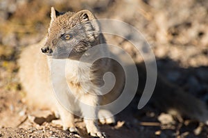 Portrait of a Yellow Mongoose