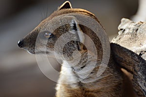 Portrait of a Yellow Mongoose
