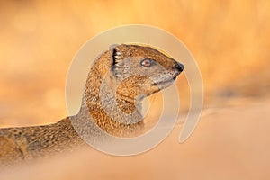 Portrait of a yellow mongoose, Kalahari desert, South Africa