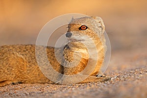 Portrait of a yellow mongoose, Kalahari desert, South Africa
