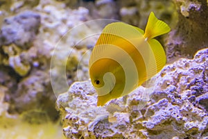 Portrait of a yellow tang fish, popular fish in aquaculture, tropical fish specie from hawaii