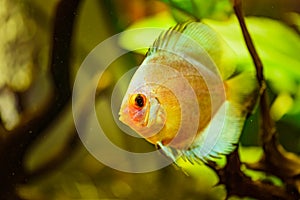 Portrait of a yellow tropical Symphysodon discus fish in a fishtank.