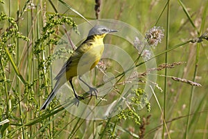 Bird the yellow Wagtail sings among the flowers on a Sunny meadow in the summer.