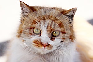 Portrait of a yellow and white stray cat.