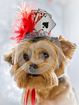 Portrait of Yorkie Dog wearing her lucky hat