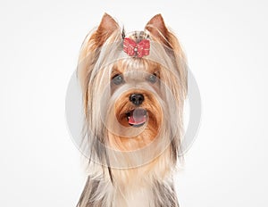 Portrait yorkie puppy on white background