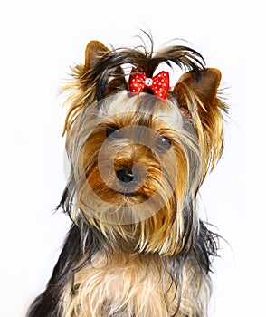 Portrait yorkshire terrier.
