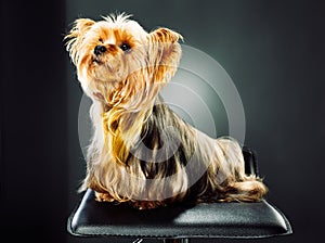 Portrait of a yorkshire terrier