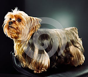 Portrait of a yorkshire terrier