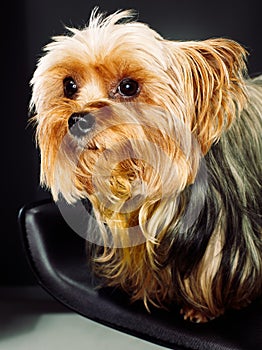 Portrait of a yorkshire terrier