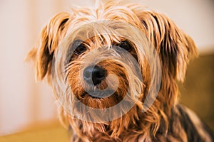 Portrait of a Yorkshire Terrier on the background of a Christmas tree