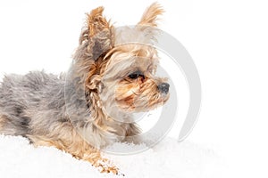 Portrait of a Yorkshire Terrier beaver lying on the snow.View from profile