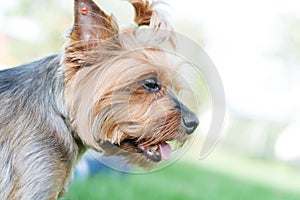 Portrait of Yorkshire terrier with blurred background