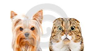 Portrait of a Yorkshire terrier and cat Scottish Fold