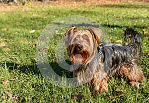 Portrait of Yorkshire Terrier in the garden