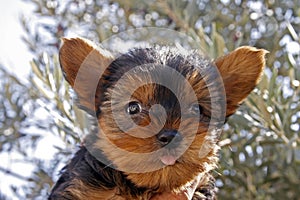 portrait of Yorkshire Terrier, puppy