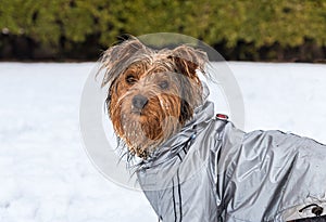 Portrait of Yorkshire Terrier puppy on the snow