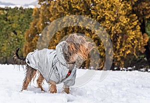 Portrait of Yorkshire Terrier puppy on the snow