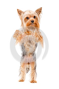 Portrait of Yorkshire terrier standing on his hind legs photo