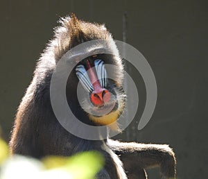 Portrait of an yound mandrill covered by sunlight