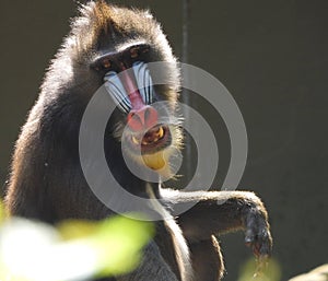 Portrait of an yound mandrill showing his teeth