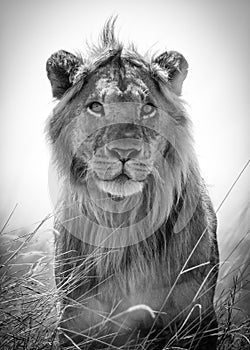 Portrait of a young, adolescent male lion as he surveys the savannah photo