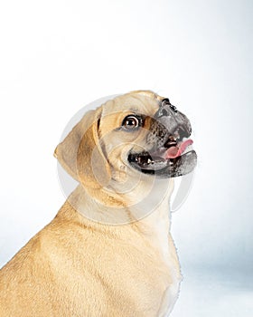 Portrait of young adorable happy puggle