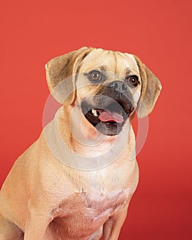 Portrait of young adorable puggle