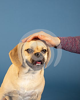 Portrait of young adorable puggle loving head rubs from his owner