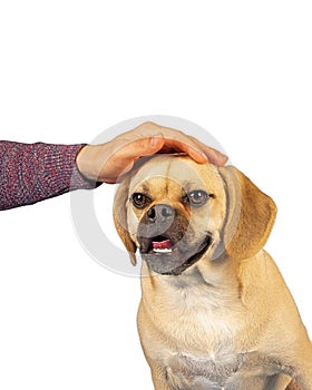 Portrait of young adorable puggle loving head rubs from his owner
