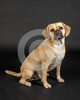 Portrait of young adorable puggle posing in studio