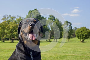 Portrait of young adult rottweiler dog with happy expression