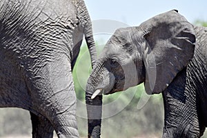 Portrait of a young African Elefant