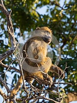 Portrait of young African savannah baboon sitting in branch of a tree on sunny day, Chobe NP, Botswana, Africa