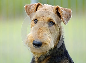 Portrait young Airedale Terrier dog green background