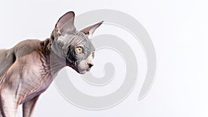 Portrait of young alarmed Sphynx Hairless cat with big yellow eyes on white background. Copy space