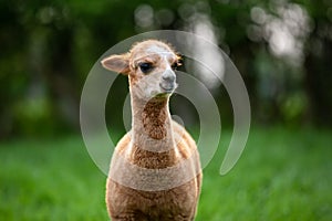 Portrait of a young Alpaca
