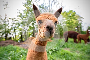 Portrait of a young Alpaca