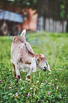 Portrait of a young Anglo-Nubian goat in a meadow on a summer day