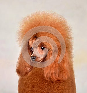 Portrait of a young apricot poodle