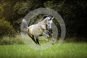 Portrait of a young Arabian purebred horse galloping in a meadow