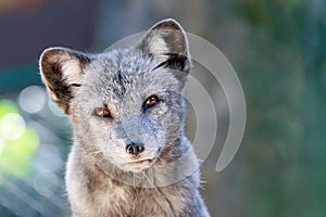 Portrait of a young arctic fox