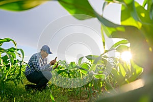 Portrait of a young Asian farmer working in an agricultural field in a corn field checking crops at sunset