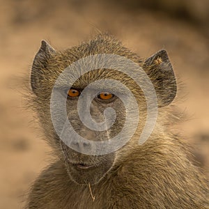 Portrait of a young baboon