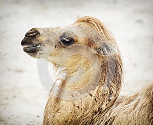 Portrait of young bactrian camel